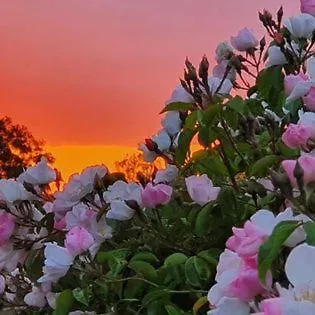 Casa di campagna Luxe Gastenkamer Met Living En Keuken Bij Friezen Paarden Stal Pellendijk Westendorp