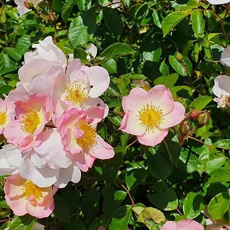Landsted Luxe Gastenkamer Met Living En Keuken Bij Friezen Paarden Stal Pellendijk