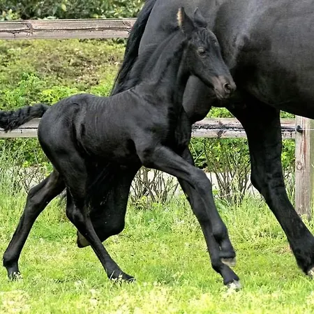 Casa di campagna Luxe Gastenkamer Met Living En Keuken Bij Friezen Paarden Stal Pellendijk Westendorp