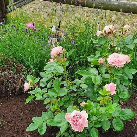 Landsted Luxe Gastenkamer Met Living En Keuken Bij Friezen Paarden Stal Pellendijk Westendorp