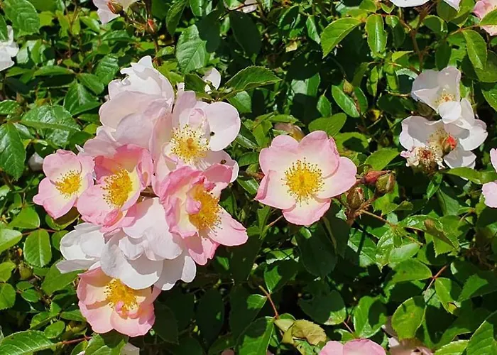 Landsted Luxe Gastenkamer Met Living En Keuken Bij Friezen Paarden Stal Pellendijk