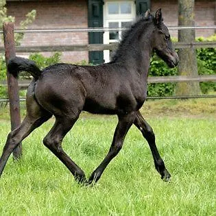 Landsted Luxe Gastenkamer Met Living En Keuken Bij Friezen Paarden Stal Pellendijk *