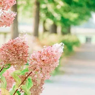 Landsted Luxe Gastenkamer Met Living En Keuken Bij Friezen Paarden Stal Pellendijk *