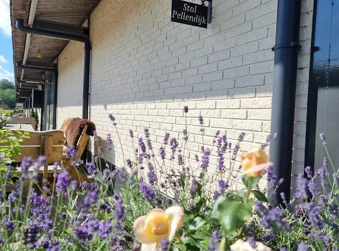 Luxe Gastenkamer Met Living En Keuken Bij Friezen Paarden Stal Pellendijk Country house *