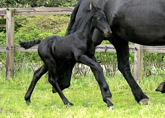 Landhuis Luxe Gastenkamer Met Living En Keuken Bij Friezen Paarden Stal Pellendijk Westendorp