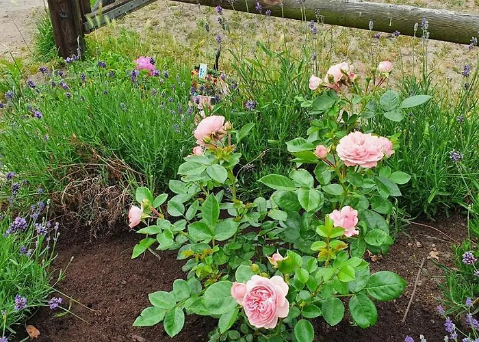 Landhuis Luxe Gastenkamer Met Living En Keuken Bij Friezen Paarden Stal Pellendijk Westendorp
